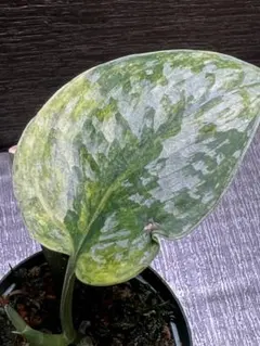 はぴ様 リクエスト 2点 まとめ商品