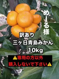 ★めーる様★訳あり三ヶ日青島みかん 10kg