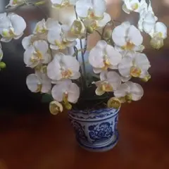 蝶蘭のアートフラワー（光触媒加工）。高さ70cm