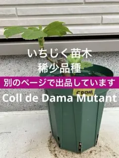 2年生苗】Coll de Dama Mutant いちじく 苗木 穂木CDDM - メルカリ