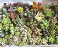 多肉植物 初心者 セダムエケベリア詰め合わせ カット苗セット　多肉弁当　花団錦