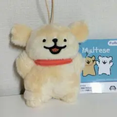 Maltese モルチーズ マスコット