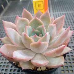 多肉植物　ピオリスのサムネイル