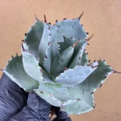 2026年最新】アガベイシスメンシスの人気アイテム - メルカリ