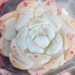 ルーシー様 リクエスト 3点 まとめ商品