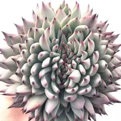 【激レア綴化苗】ミックスベリア 紫紺の矢 多肉植物 おらいさん 自家繁殖苗