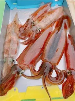 Item thumbnail for item 1e17dc42-0fcb-4073-b2c2-64b90e3195b0