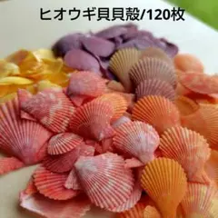 ひおうぎ貝.105ミリ 2025年最新】ひおうぎ貝の人気アイテム - メルカリ