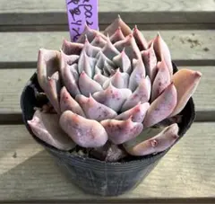 2026年最新】リンゼアナの人気アイテム - メルカリ