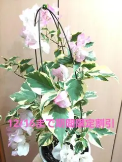 2025年最新】ブーゲンビリア 斑入りの人気アイテム - メルカリ