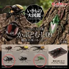 【オンライン版】カブトハナムグリ（グリーン）パンカブト樹脂台座付　いきもの大図鑑