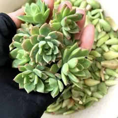 【大容量✨贅沢セット】多肉植物 マッコス カット苗10個＆葉挿しの葉50枚❣️