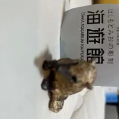 はしもとみおの彫刻 海遊館ガチャ フィギュア