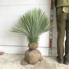 2025年最新】ロストラータ ユッカの人気アイテム - メルカリ