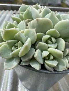 ちぁーちぁんママ様 リクエスト 6点 まとめ商品