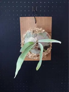 ✨極美品✨ルイヴィトン ボネ・ヘルシンキ タイガアーティクルズ デ