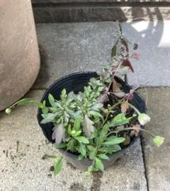 うしがえる様 リクエスト 2点 まとめ商品