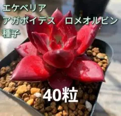 ㊳レア苗!エレイン×ロメオルビン❣️中里リンゼアナ交配❣️6苗 メルカリ便込 ㊳レア苗!エレイン×ロメオルビン❣️中里リンゼアナ交配❣️6苗