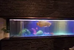 2025年最新】カンテツ アクリル水槽の人気アイテム - メルカリ