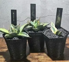 2026年最新】 アガベ シーザー セットの人気アイテム - メルカリ