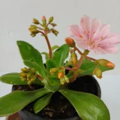 あにさりー様 リクエスト 3点 まとめ商品