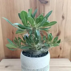 パキポディウム 恵比寿大黒　3Dプリンタ鉢植え パキポディウム 恵比寿大黒 3Dプリンタ鉢植え - メルカリ