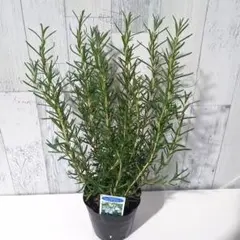 しい様 リクエスト 2点 まとめ商品