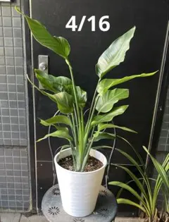 激安！　ストレチア　オーガスタ A 大型❗️ 177センチ　10号鉢 観葉植物 激安！ ストレチア オーガスタ A 大型❗️ 178センチ 10号鉢 観葉植物
