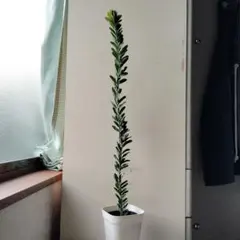 anumo様 リクエスト 2点 まとめ商品