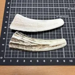 No.2414『鹿角4つ割り3本セット』鹿の角 エゾ鹿 鹿角 蝦夷鹿 エゾシカ