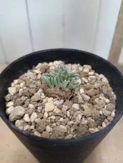 2026年最新】AVONIAの人気アイテム - メルカリ