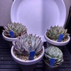 2025年最新】おらい リンゼアナの人気アイテム - メルカリ