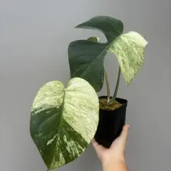 超絶希少❗️美株❗️モンステラ グリーンスノー 'Green Snow