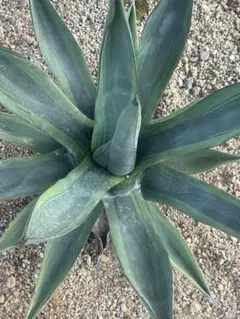 Agave potatorum 'Glow Light' 46 - メルカリ
