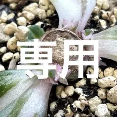 2026年最新】ブラックプリンス錦の人気アイテム - メルカリ