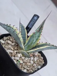 2026年最新】サブシンプレックスの人気アイテム - メルカリ