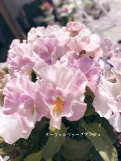 【ヌーヴェルヴァーグ angeの種20粒】のサムネイル