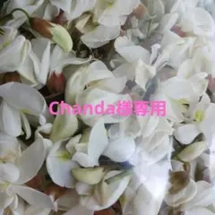 Chanda様専用 ニセアカシアの花 250ｇ