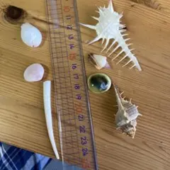 貝殻 7個セット