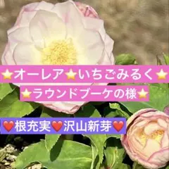 2025年最新】広瀬園芸 クリスマスローズの人気アイテム - メルカリ