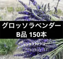 サクラ様 120本 ラベンダーグロッソ - メルカリ