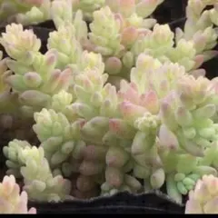 レア‼︎ミルキーウェイ　20カット　セダム　多肉植物のサムネイル