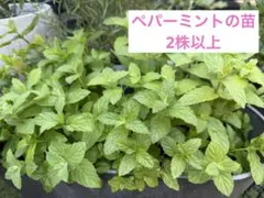 スペアミント苗 2株セット - メルカリ