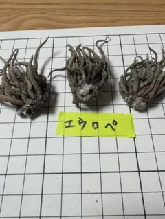 専用商品になります。のサムネイル