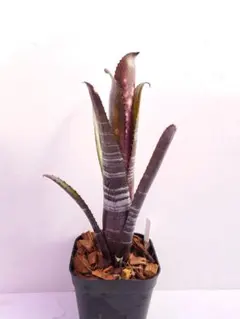 ビルベルギア　特大株 ビルベルギア ダースベイダー 特大株② - メルカリ