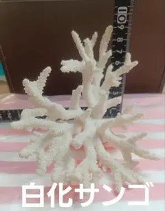 白サンゴコレクション 2025年最新】白化サンゴの人気アイテム - メルカリ