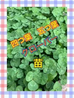 2026年最新】五つ葉クローバー苗の人気アイテム - メルカリ