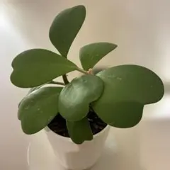 SALE ハートホヤ　Hoya kerrii ホワイト　ココット　陶器　花