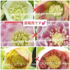 2026年最新】大木ナーセリーの人気アイテム - メルカリ