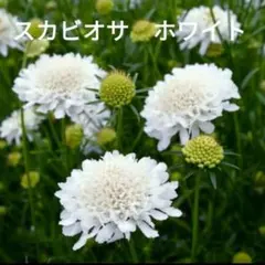 Kinoko様 リクエスト 6点 まとめ商品